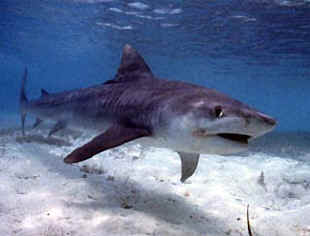 Protect our Oceans Sharks www.sealand.tv