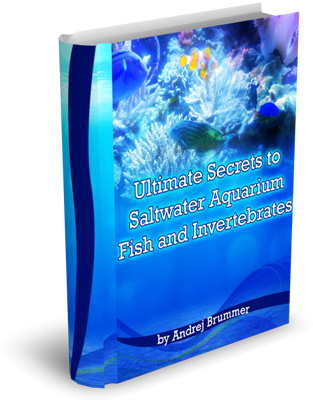 ultimate secrets of salt water aquariums and intervebreas from www.sealand.tv photo