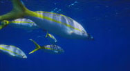 ISLE Nautical oceanographic maritime history timeline and facts www.sealand.tv