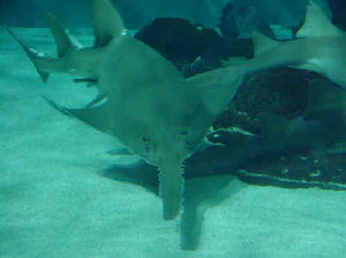 Endangered Sharks and deep sea resources