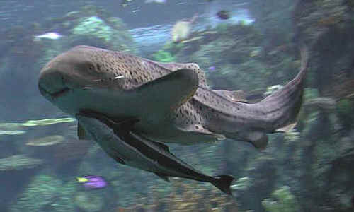 Holiday gift ideas help save our oceans sharks www.sealand.tv