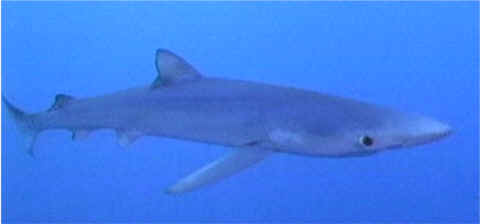 shark nautical ocean gift www.sealand.tv