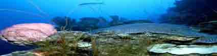 ocean, sea and nautical maritime stories and articles from www.sealand.tv